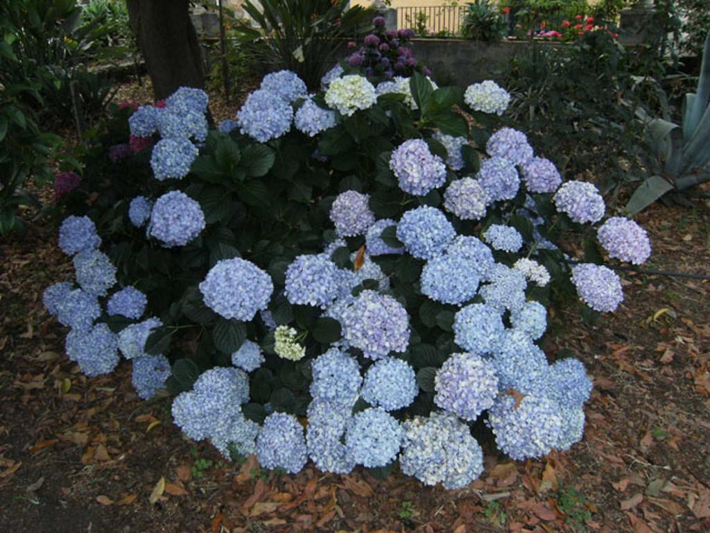 Baglio Delle Rose Bed & Breakfast Giarre Exterior photo